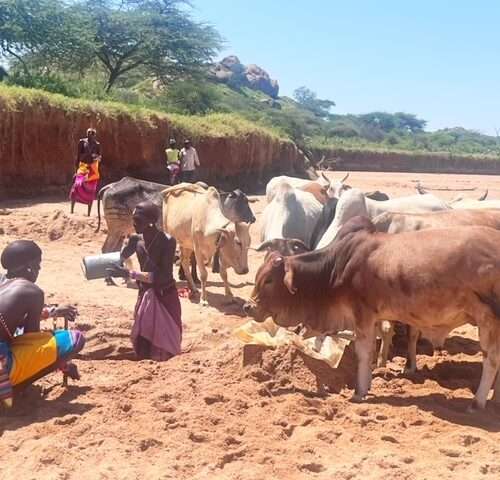 Ewaso Camp