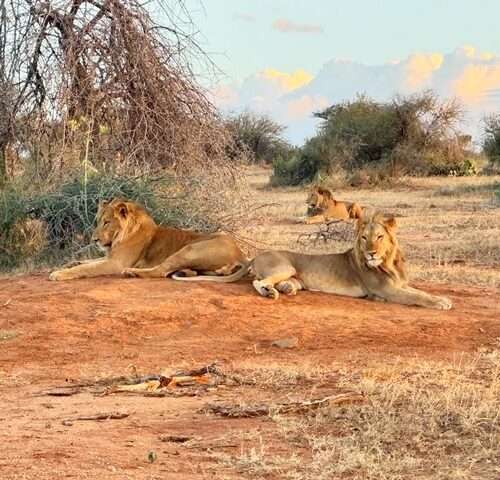 Ewaso Camp