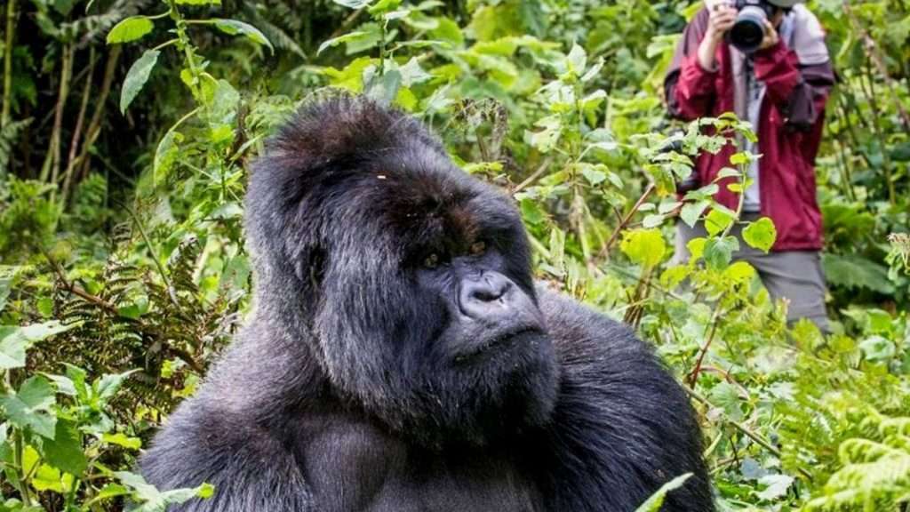 Chimpanzee Trekking