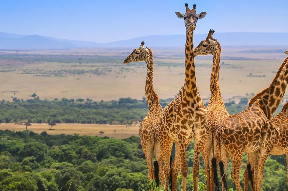 Giraffe