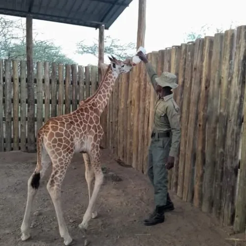 Man feeding Baby Giraffe