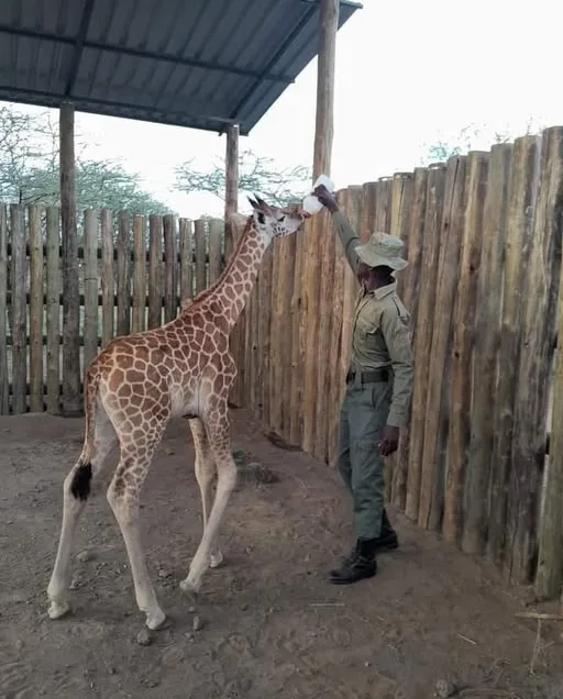 Man feeding Baby Giraffe