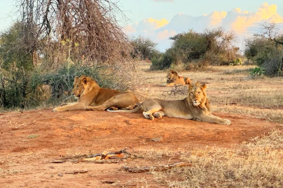 Lions basking in the sun in Laikipia