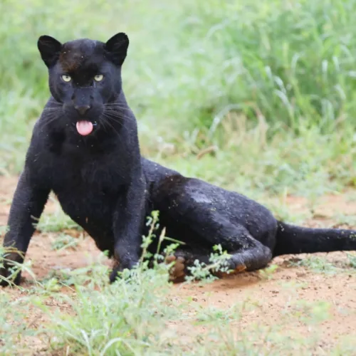 Black Leopard in Laikipia