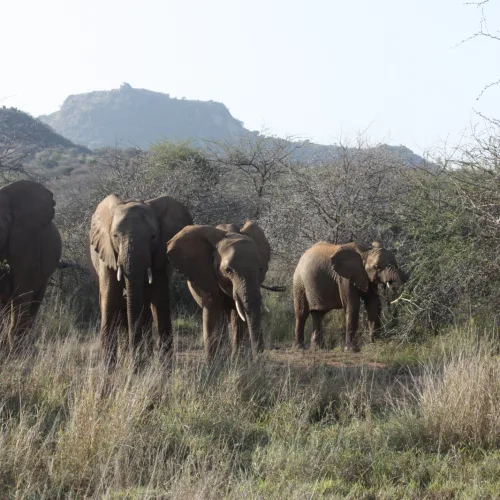 A herd of elephants walking through tall grass in Ewaso Eclave Conservancy