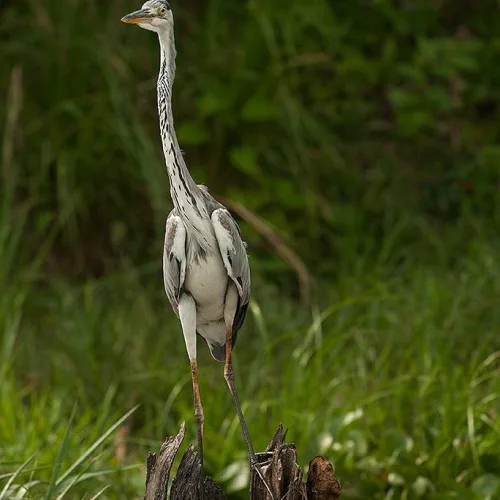A tall heron stands gracefully on a tree stump surrounded by lush green grass, set against a blurred forest backdrop,