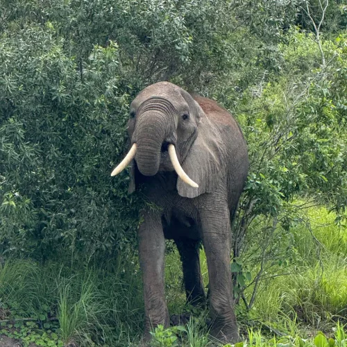 An elephant with large tusks stands partially hidden among dense green foliage near a water's edge, conveying a serene, natural ambiance.