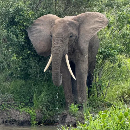 An elephant with large tusks stands partially hidden among dense green foliage near a water's edge,