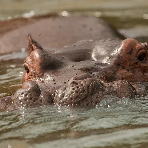 A close-up of a hippo partially submerged in murky water with only its eyes, ears, and nostrils visible,