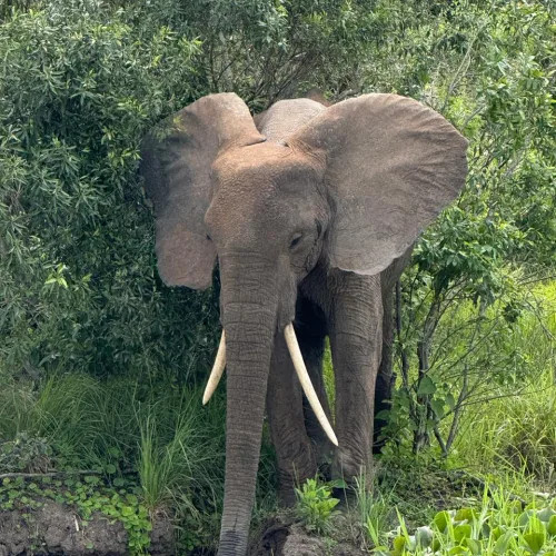 An elephant with large tusks stands partially hidden among dense green foliage near a water's edge,