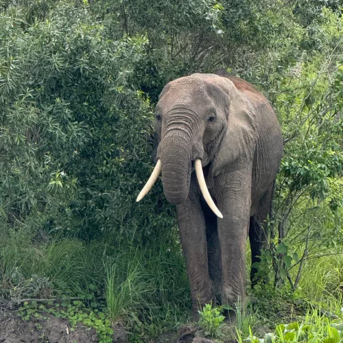 An elephant with large tusks stands partially hidden among dense green foliage near a water's edge,