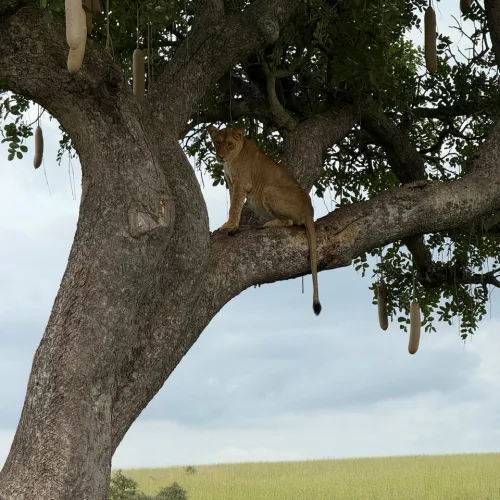Lion cub perched on a branch of a sausage tree, its tail hanging down.