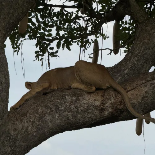 Lioness resting on a large tree branch, surrounded by hanging sausage-shaped pod fruits against a cloudy sky.