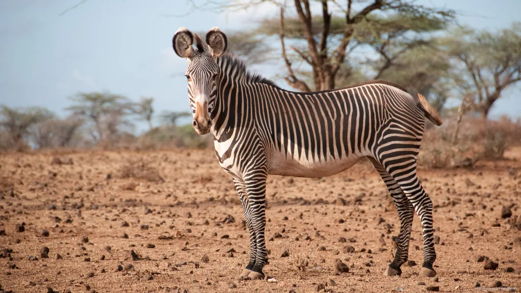 Grevy's zebra in Samburu, Kenya. Discover the "Northern Five" wildlife.