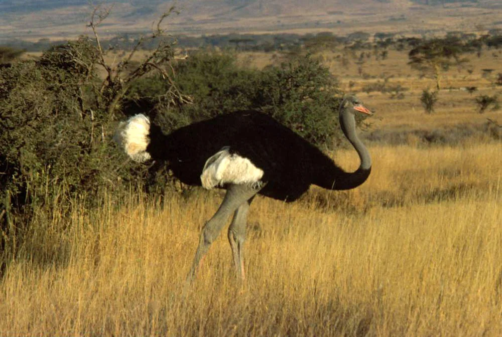 Male ostrich in Samburu National Reserve, one of the "Northern Five" animals to discover.
