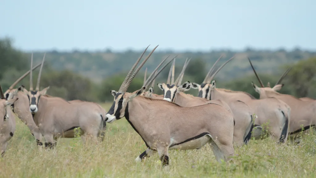 Herd of Oryx in Samburu, part of the Northern Five wildlife.