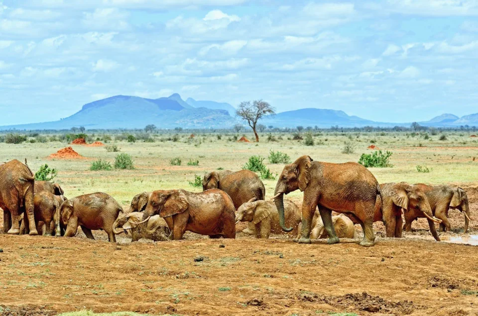 Elephants at a watering hole in Samburu National Reserve, part of the Northern Five