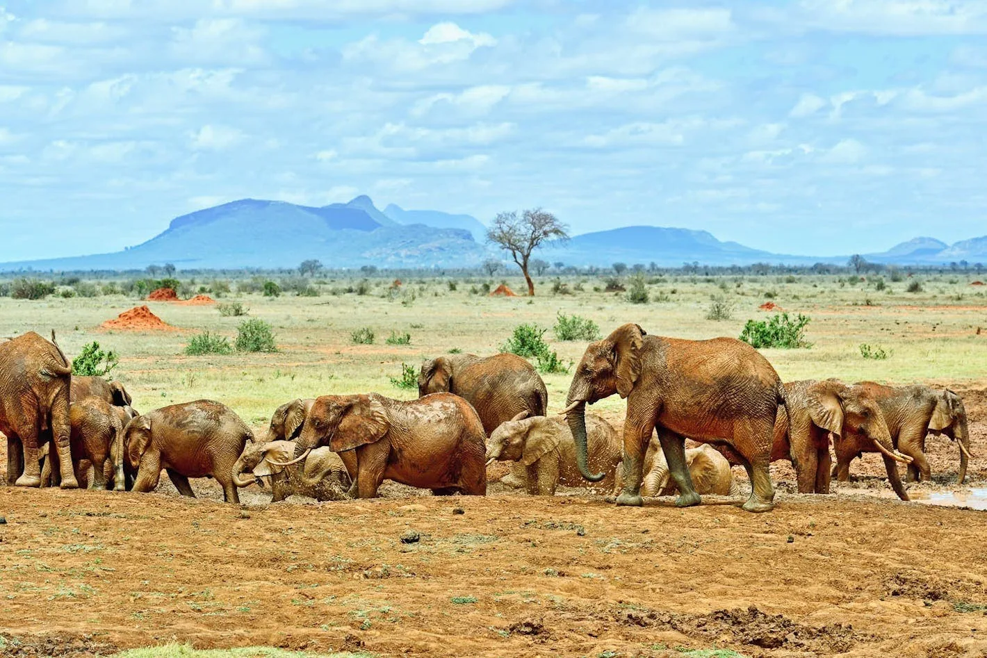 Elephants at a watering hole in Samburu National Reserve, part of the Northern Five