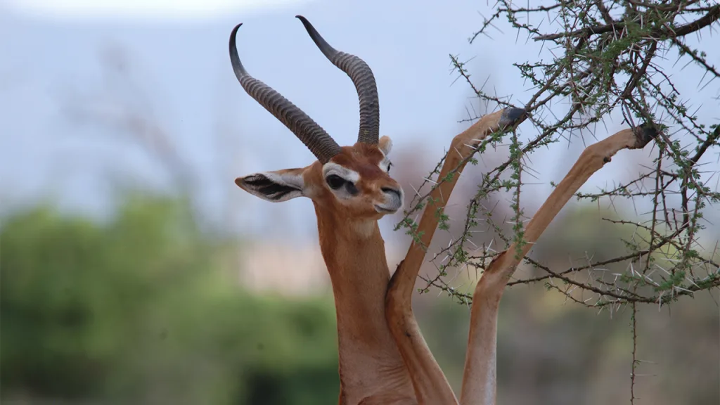 gerenuk