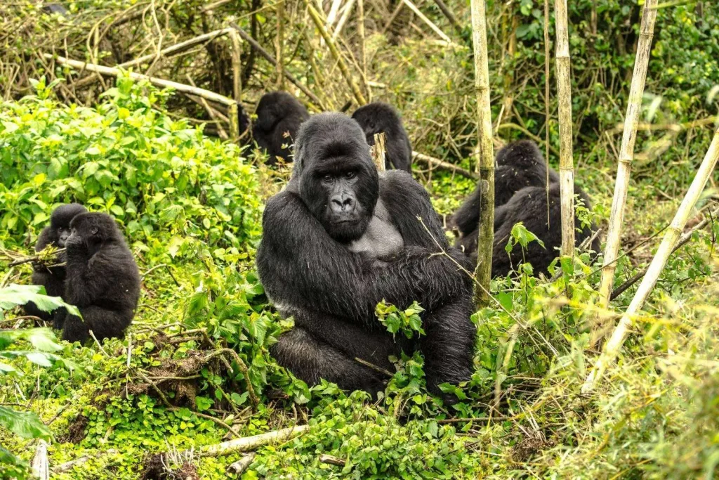 Mountain gorilla family resting in lush greenery during gorilla trekking.