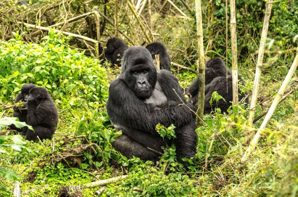 Mountain gorilla family resting in lush greenery during gorilla trekking.