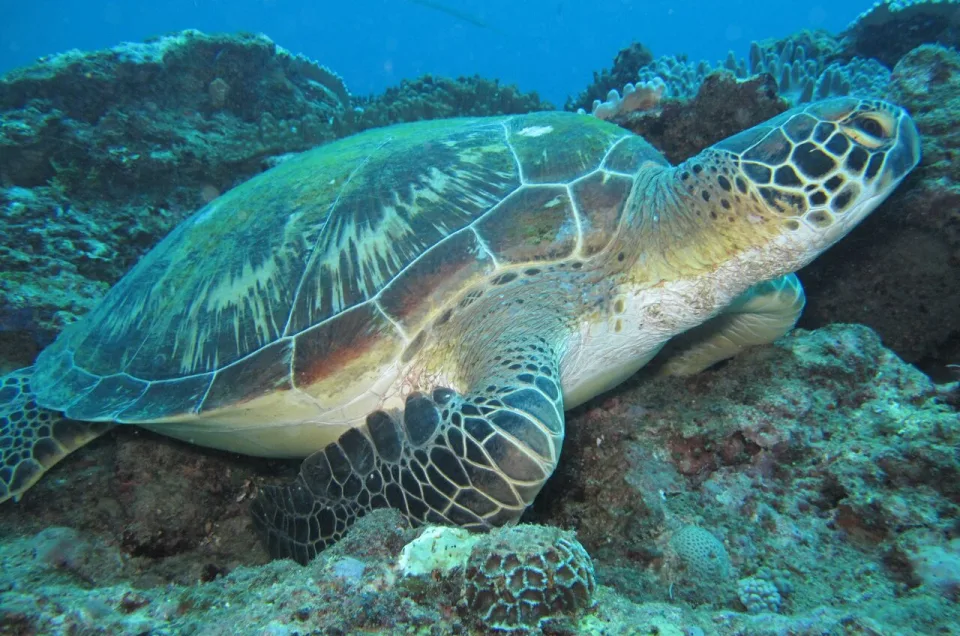 Green sea turtle resting on the coral reef in Watamu, Kenya, a true treasure of Watamu.