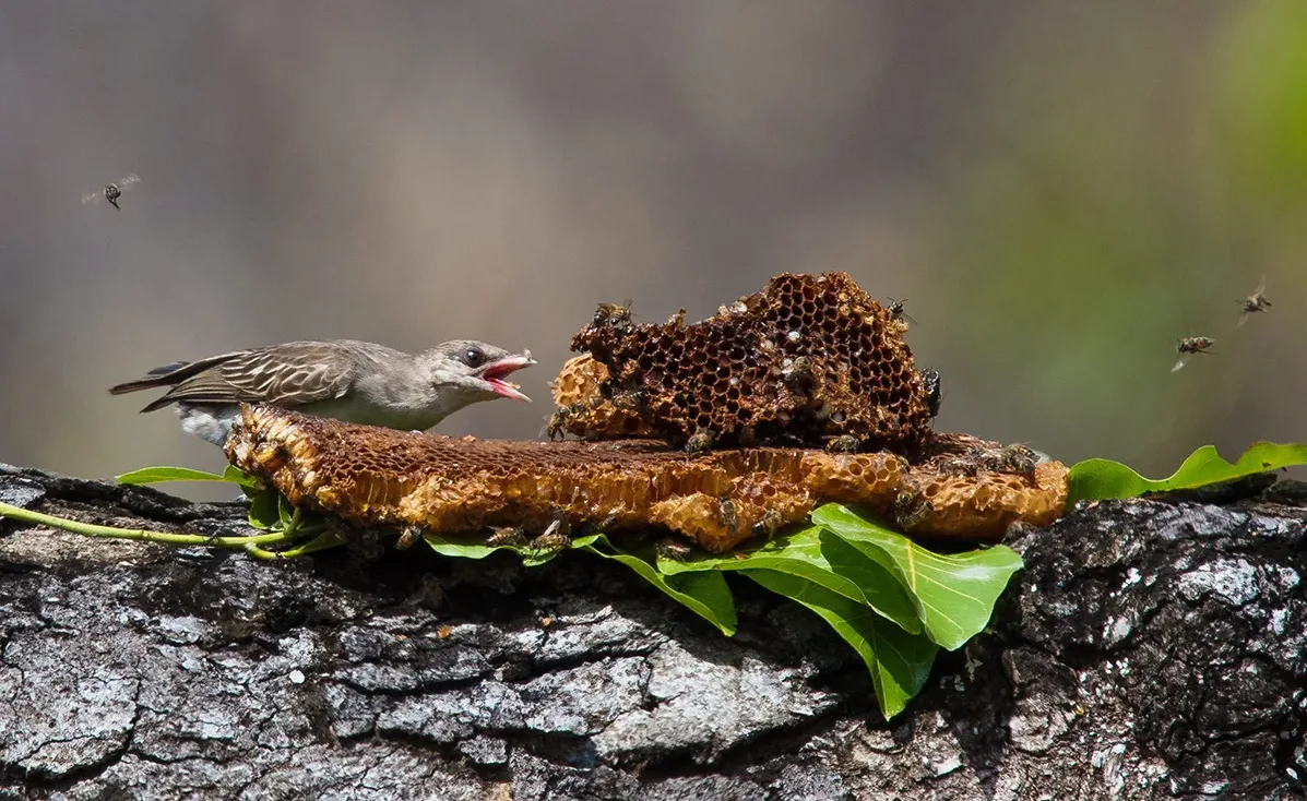 Honeyguide bird eating honeycomb, surrounded by bees. Following the Honeyguides in Kenya.