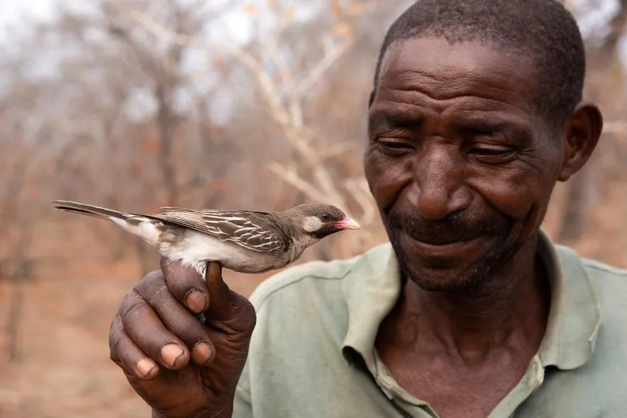 Man holding a Honeyguide bird on his finger, Kenya.