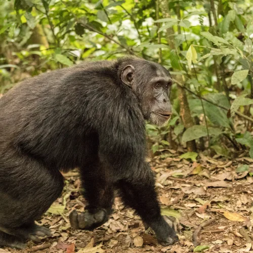 Chimpanzee walking on forest floor surrounded by green vegetation and dry leaves in a tropical rainforest