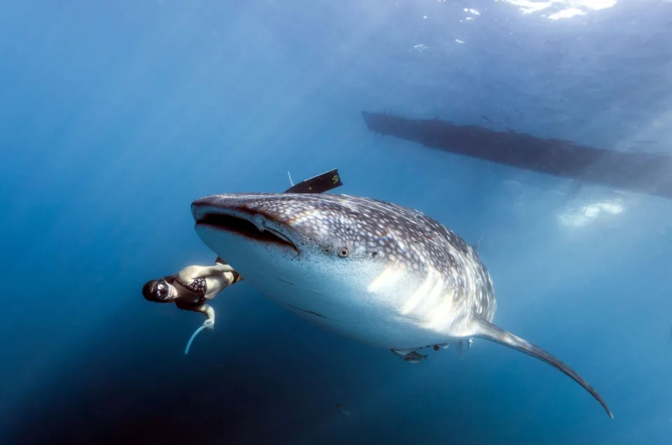 Swimmer with a whale shark in Diani Beach, Kenya. Boat silhouette visible above.