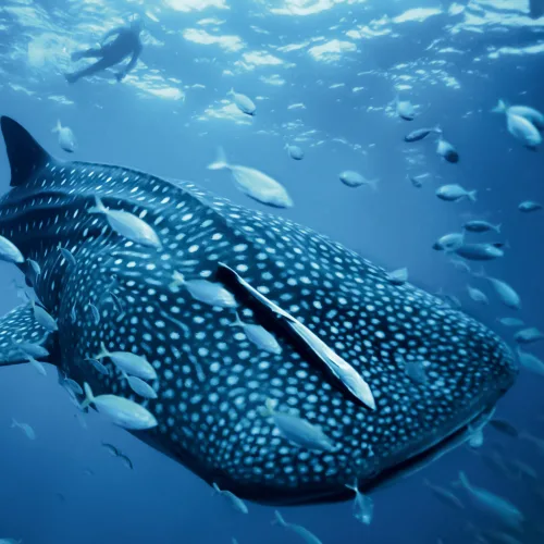 Whale shark swimming in deep blue ocean surrounded by small fish and a diver in the background