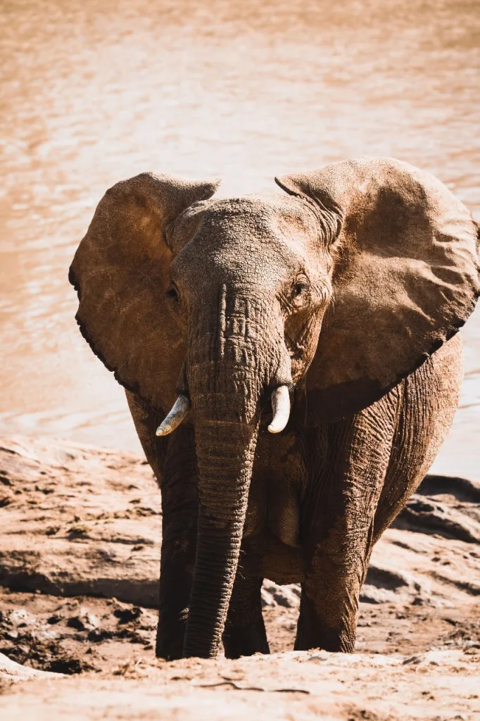 Elephant in Mpala Conservancy -Laikipia