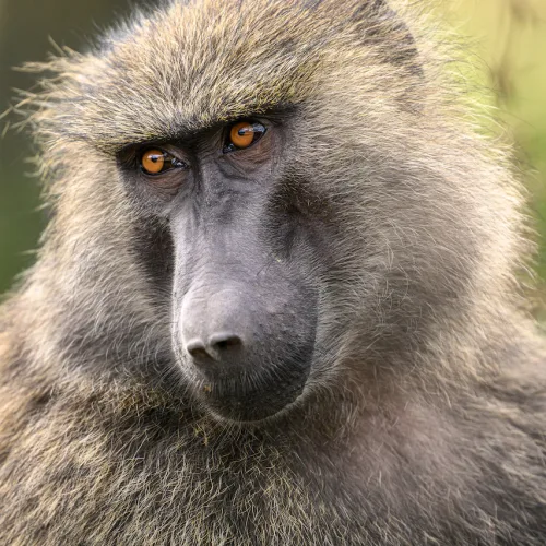 Chimp in Laikipia