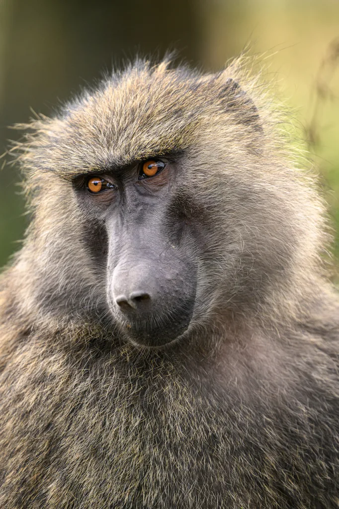 Chimp in Laikipia