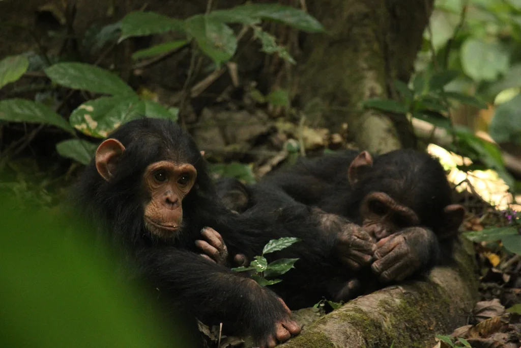Rubondo Island National Park  chimpanzees