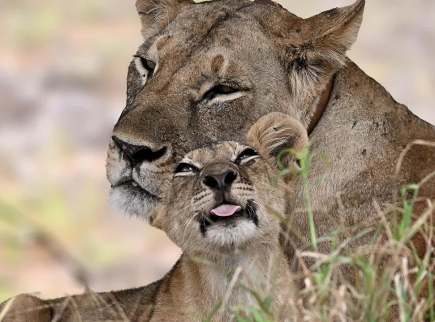 Learn about Lion Conservation with the Tsavo Simba Research Project