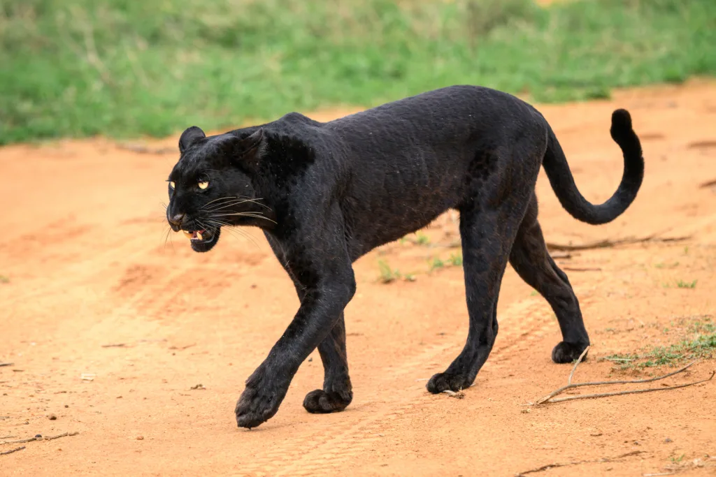 Black Leopard in Laikipia