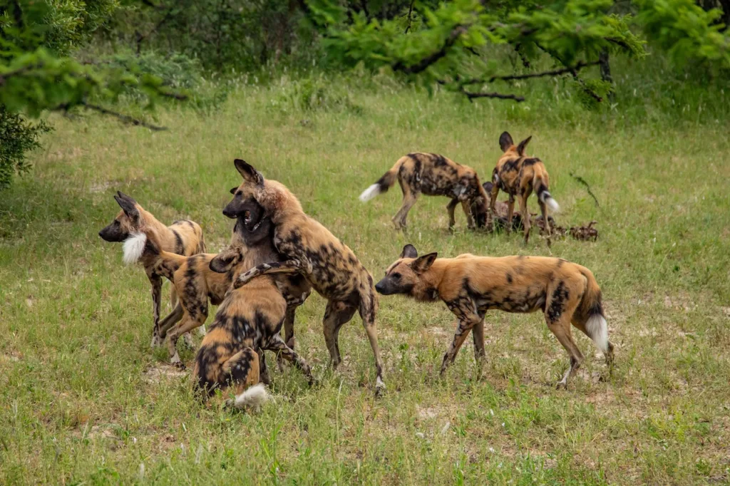 Wild dogs Fighting