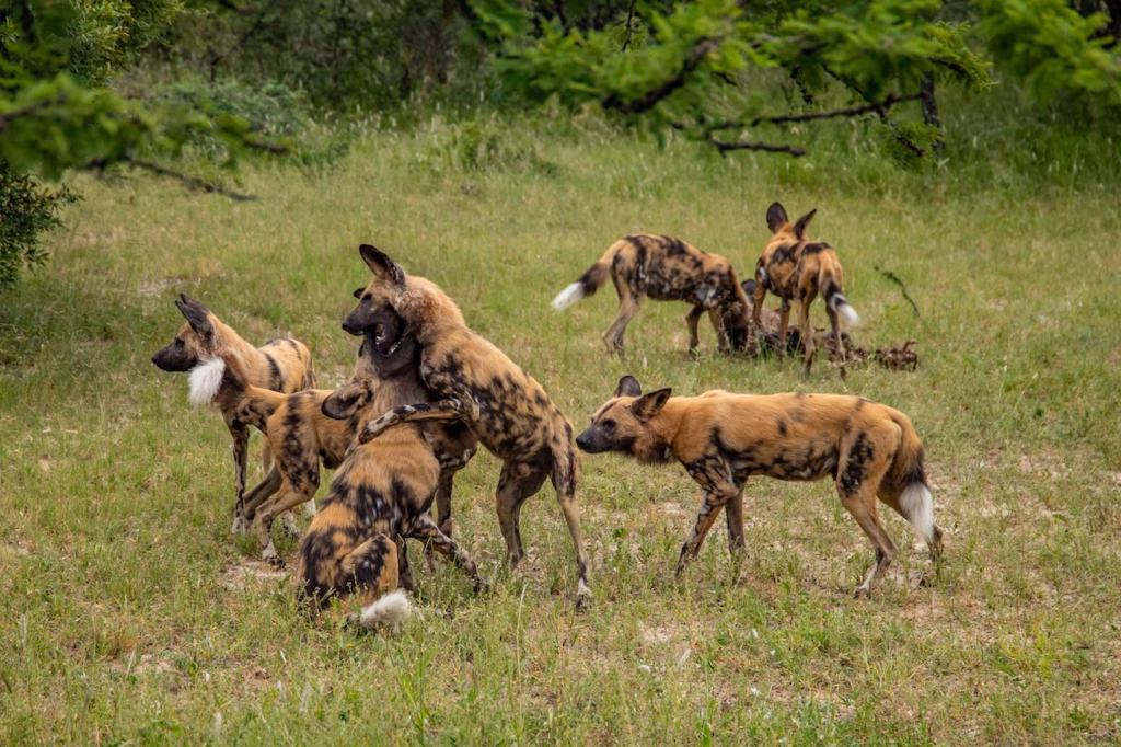 Tracking Wild Dogs